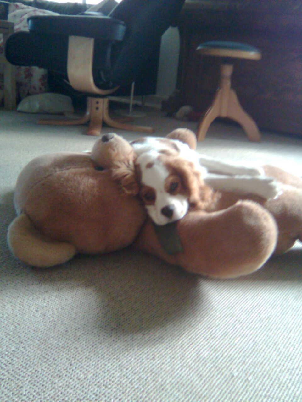 Cavalier king charles spaniel Victor billede 3