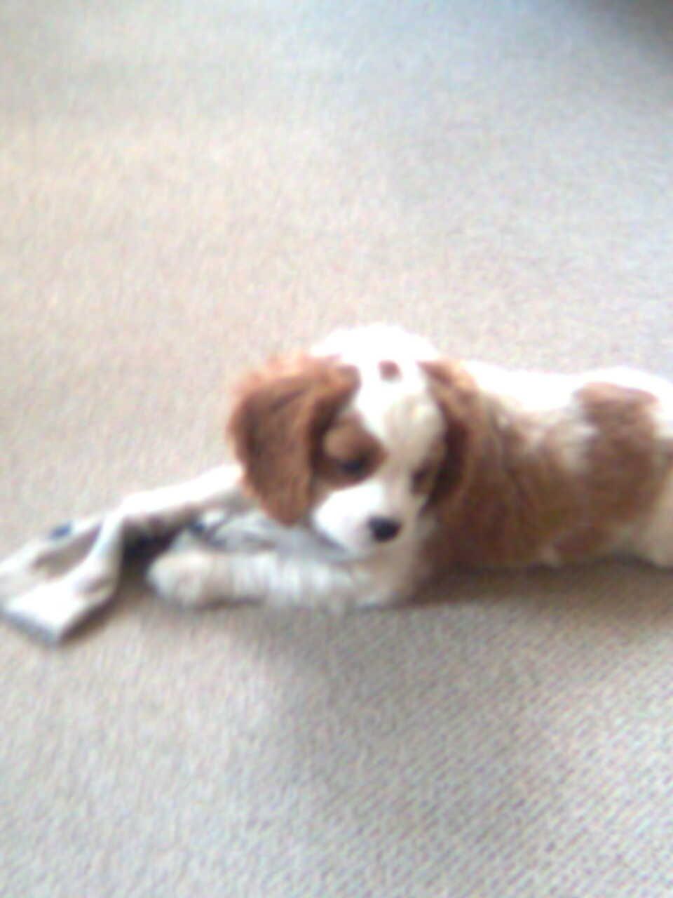 Cavalier king charles spaniel Victor billede 2