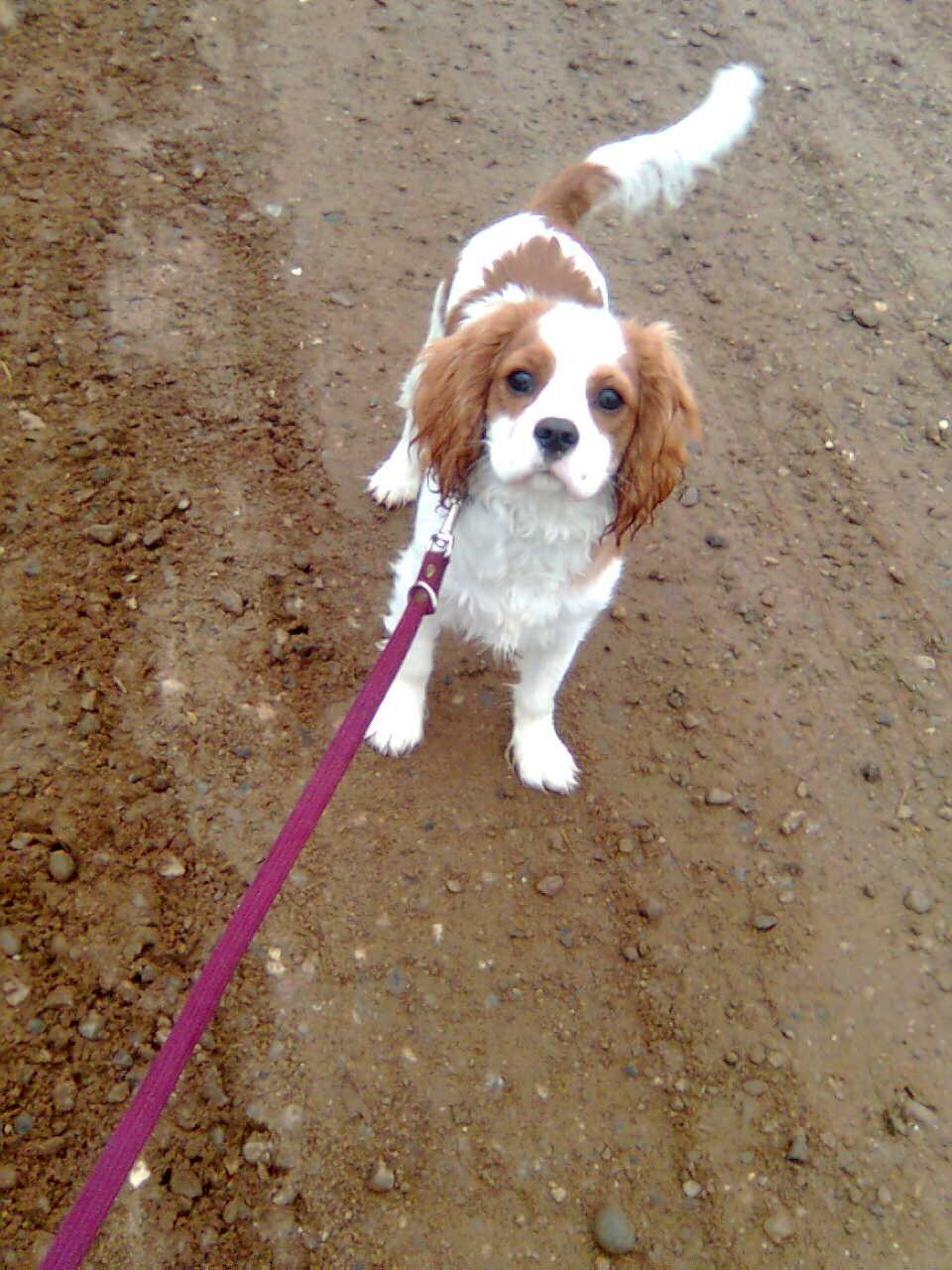 Cavalier king charles spaniel Victor billede 5