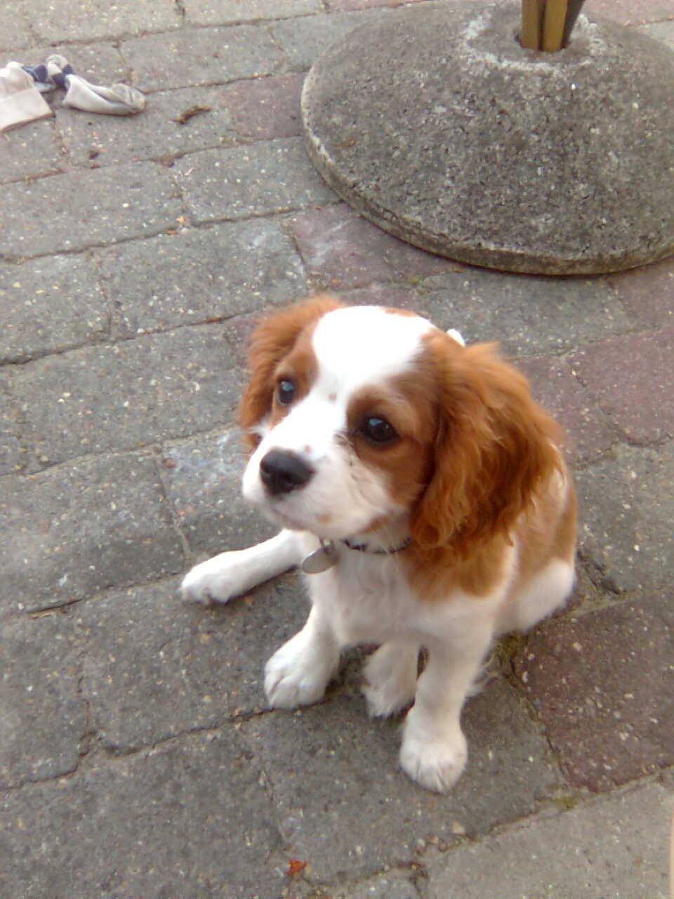 Cavalier king charles spaniel Victor billede 6