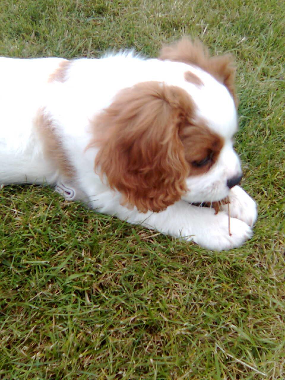 Cavalier king charles spaniel Victor billede 4