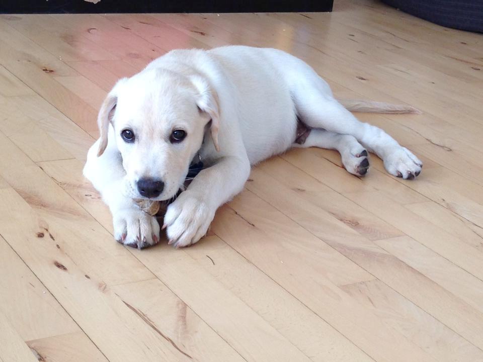 Blanding af racer Simba billede 4