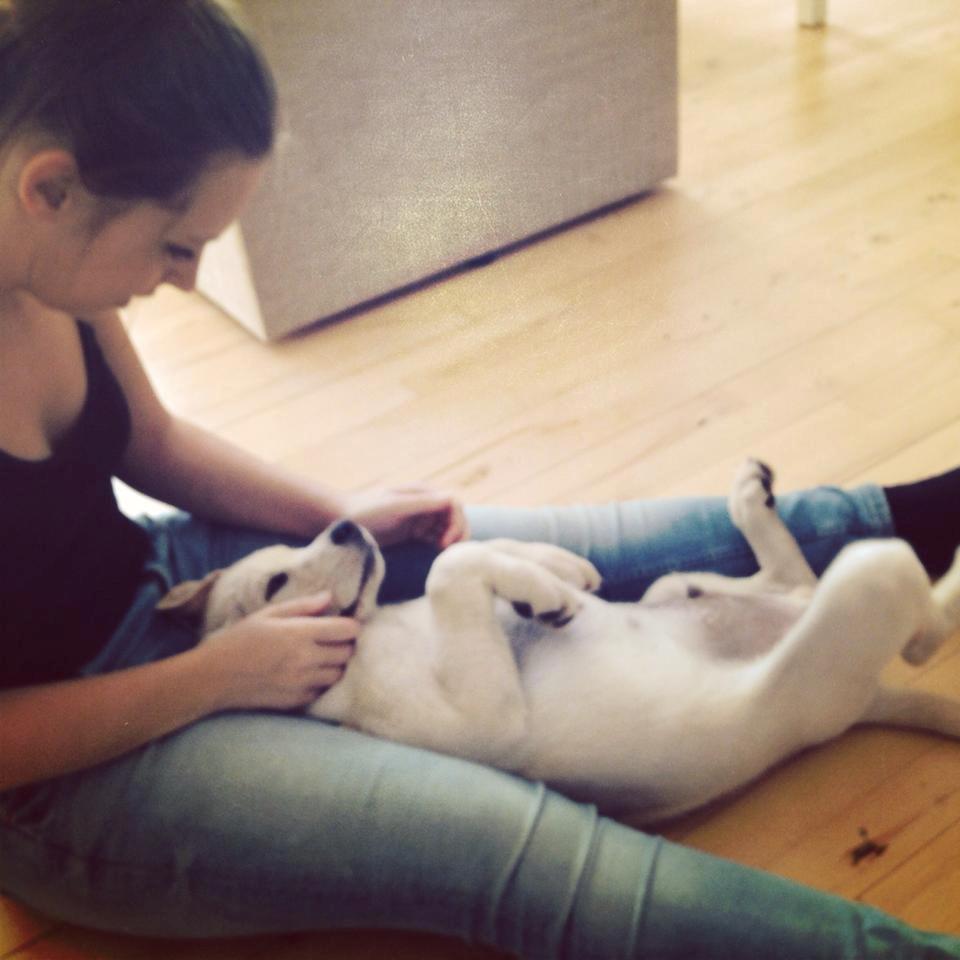 Blanding af racer Simba billede 6