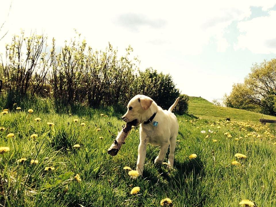 Blanding af racer Simba billede 2