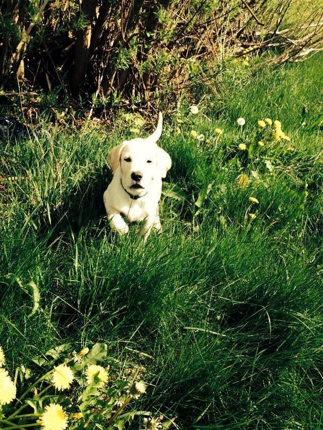 Blanding af racer Simba billede 3