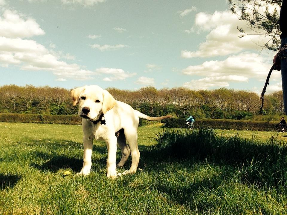 Blanding af racer Simba billede 1