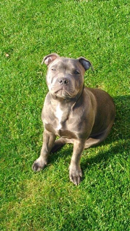 Staffordshire bull terrier Herman billede 17