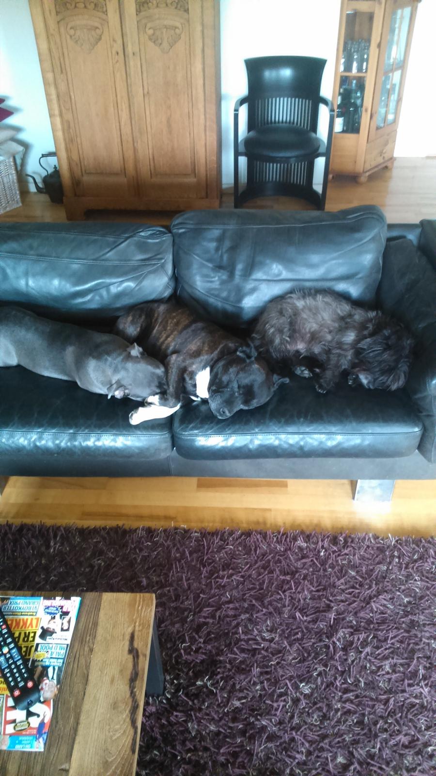 Staffordshire bull terrier Herman billede 18