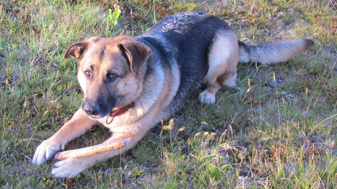 Schæferhund Luka - Se mig, jeg har fundet en pind!!:D billede 2