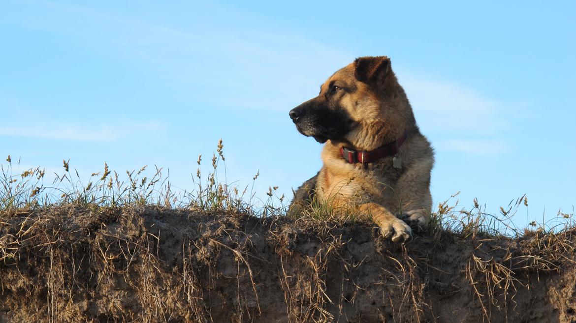 Schæferhund Luka - Ohh:o jeg er ved at falde ned!:( billede 3
