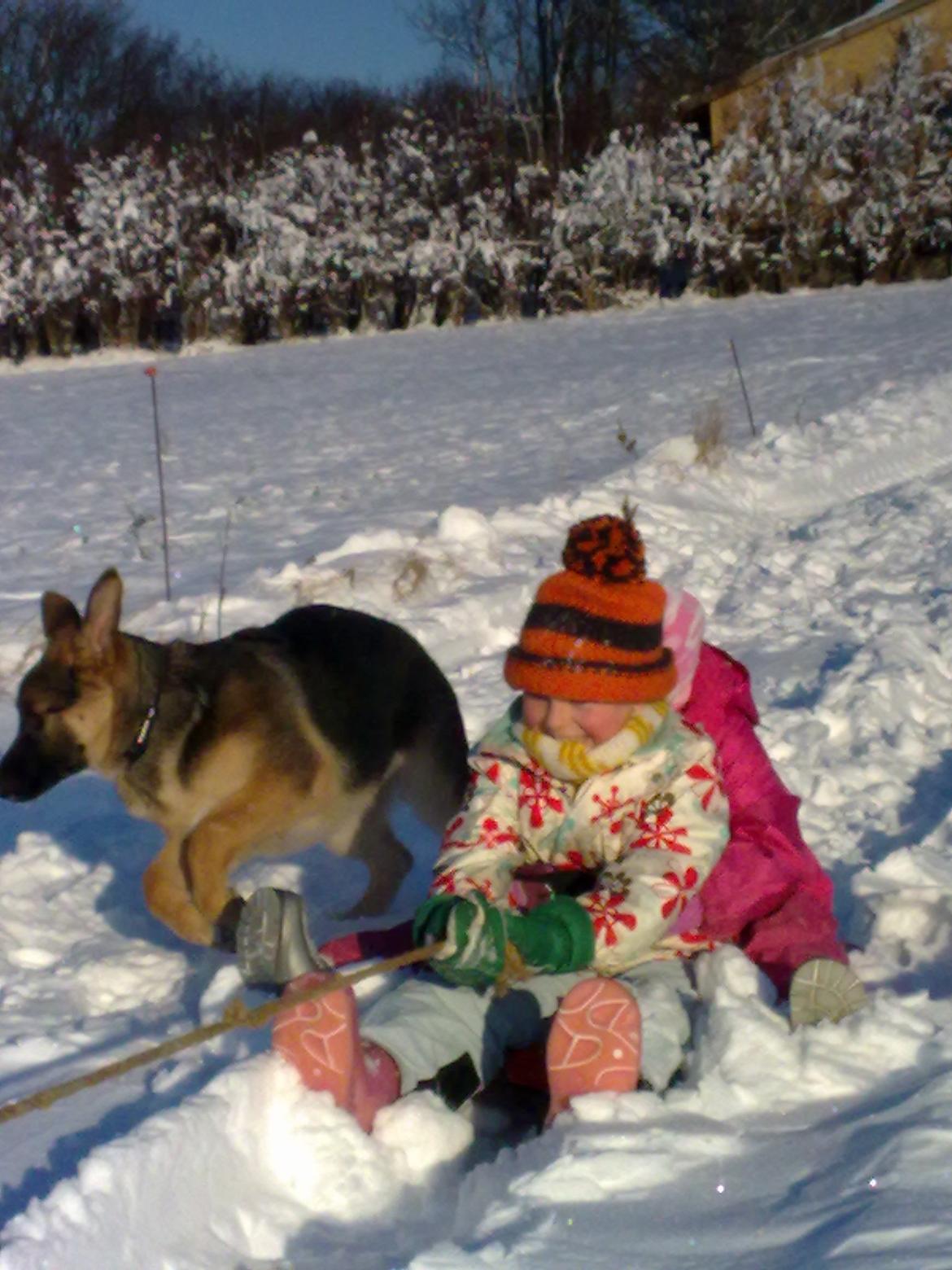 Schæferhund Luka - Flappe øre!xD billede 6