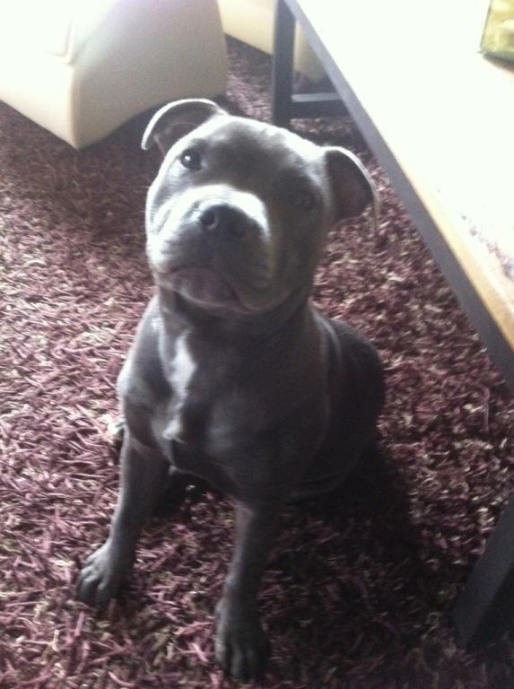 Staffordshire bull terrier Herman billede 19