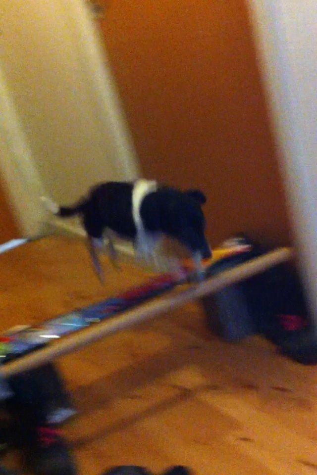 Dansk svensk gaardhund Tøsen billede 7