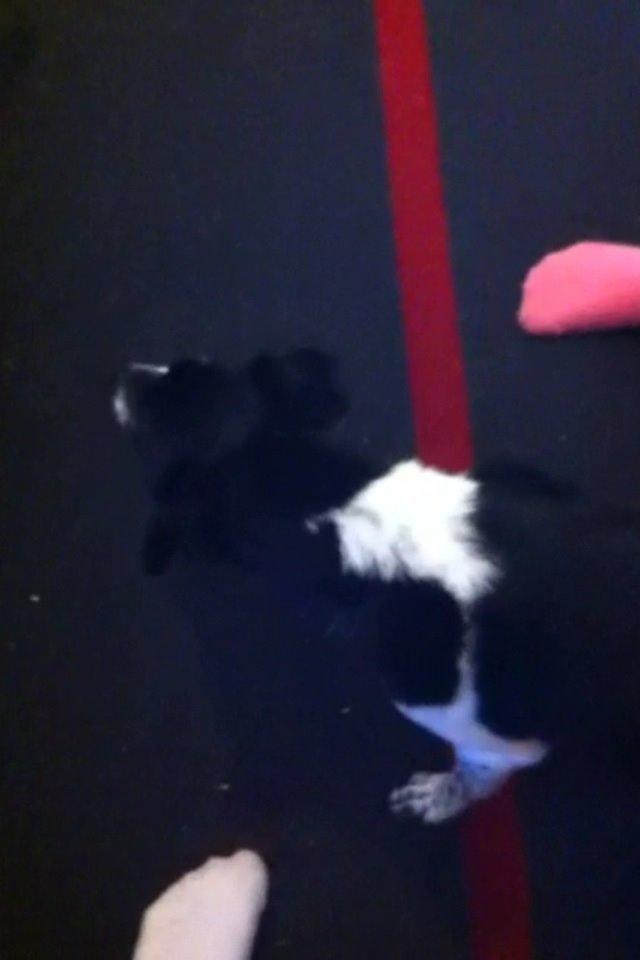 Dansk svensk gaardhund Tøsen billede 8