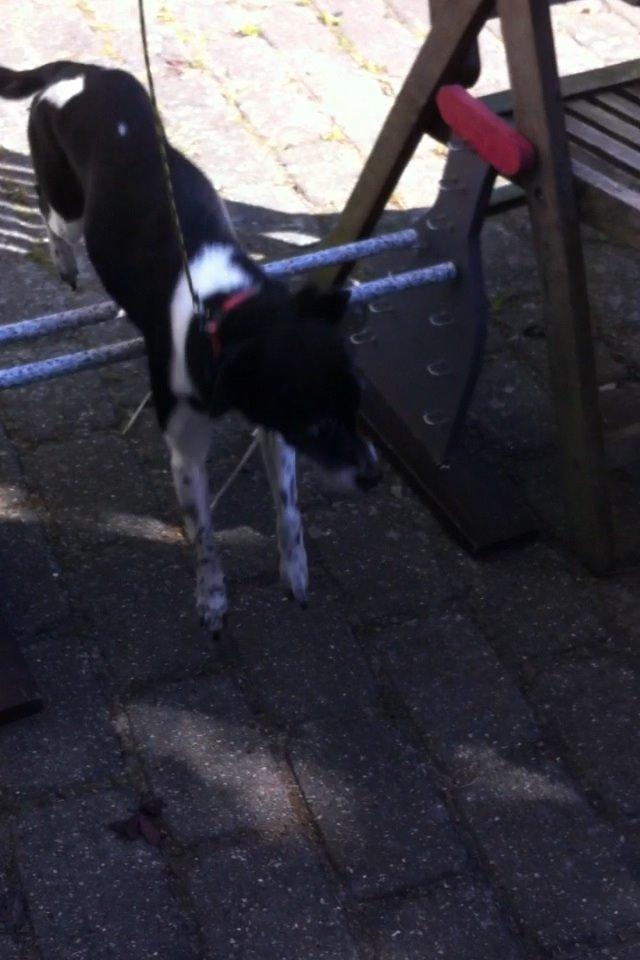 Dansk svensk gaardhund Tøsen billede 9