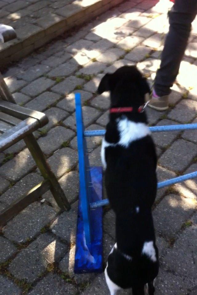 Dansk svensk gaardhund Tøsen billede 10