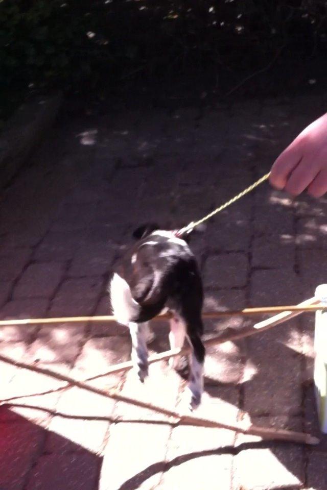 Dansk svensk gaardhund Tøsen billede 11