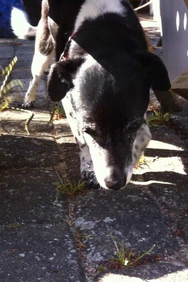 Dansk svensk gaardhund Tøsen billede 12