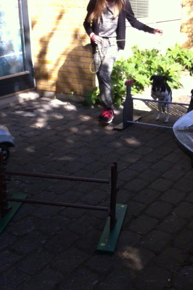 Dansk svensk gaardhund Tøsen billede 13