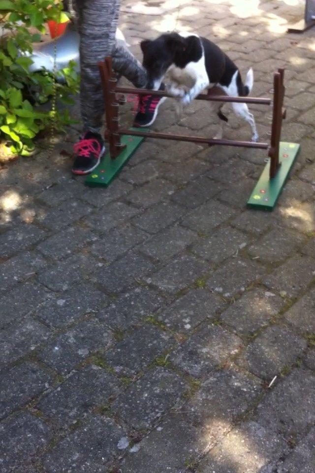 Dansk svensk gaardhund Tøsen billede 14