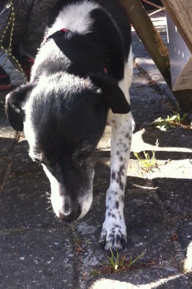 Dansk svensk gaardhund Tøsen billede 15