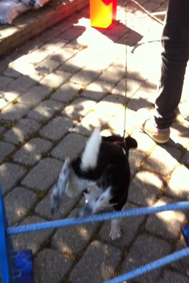 Dansk svensk gaardhund Tøsen billede 16