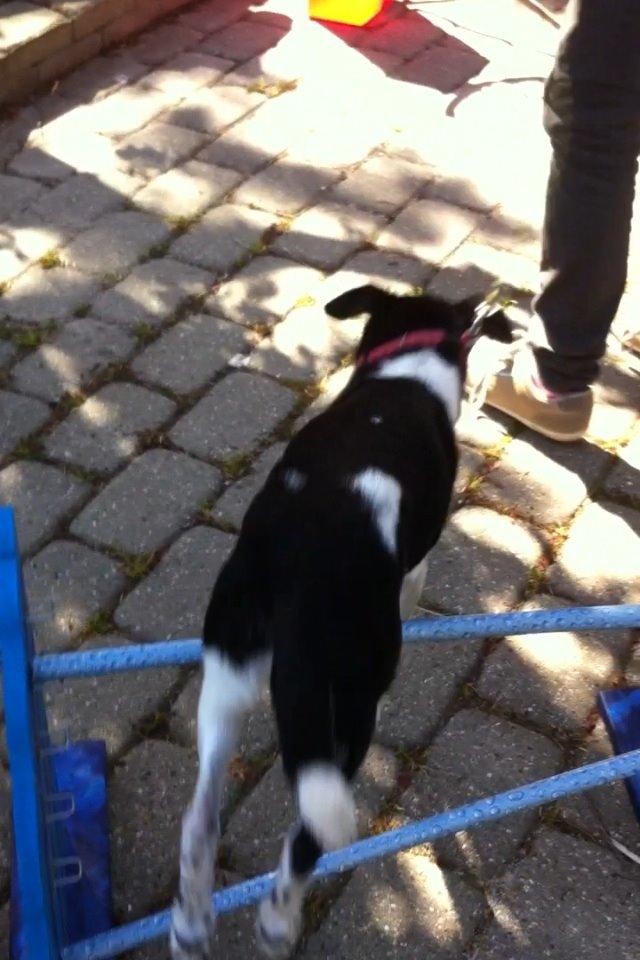 Dansk svensk gaardhund Tøsen billede 17