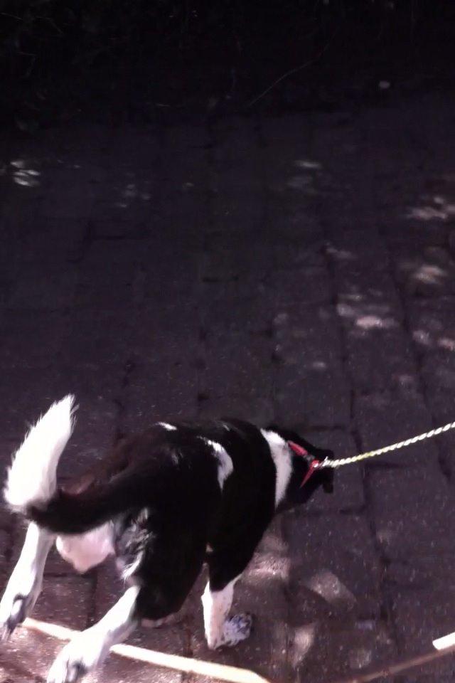 Dansk svensk gaardhund Tøsen billede 18