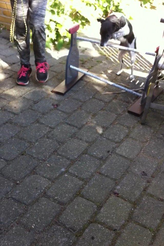 Dansk svensk gaardhund Tøsen billede 19