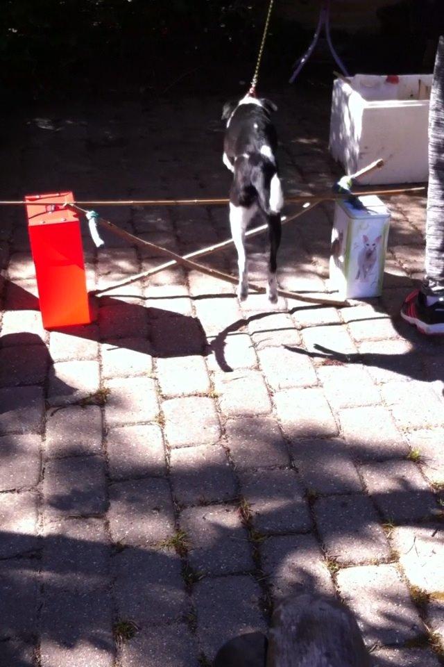 Dansk svensk gaardhund Tøsen billede 20