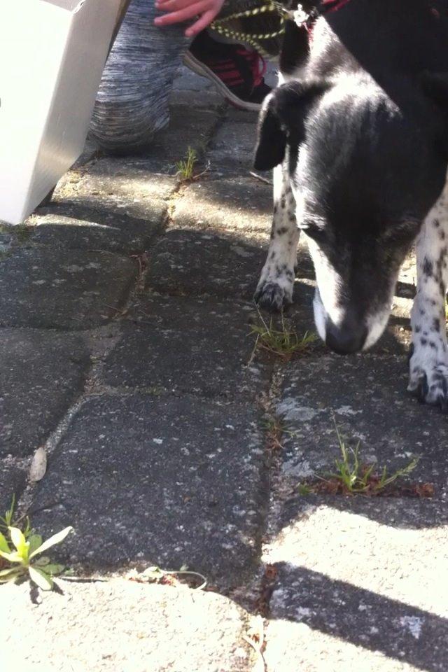 Dansk svensk gaardhund Tøsen billede 21