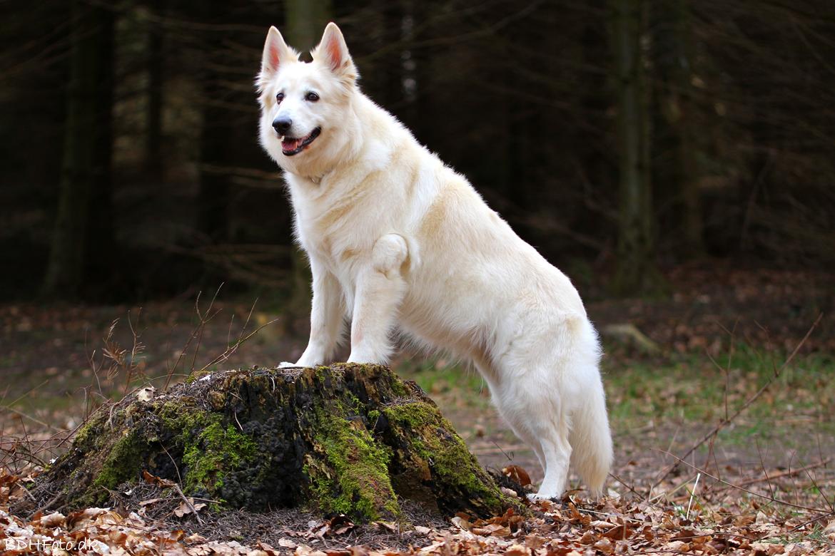 Hvid schæfer Niki billede 2