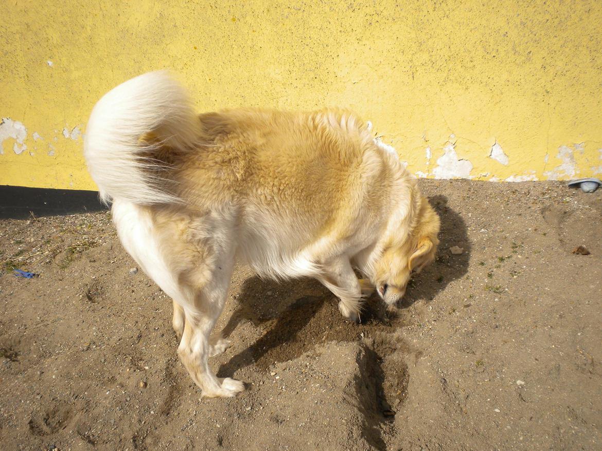 Blanding af racer Max <3 - Er der noget dernede i sandet ??? :) billede 5