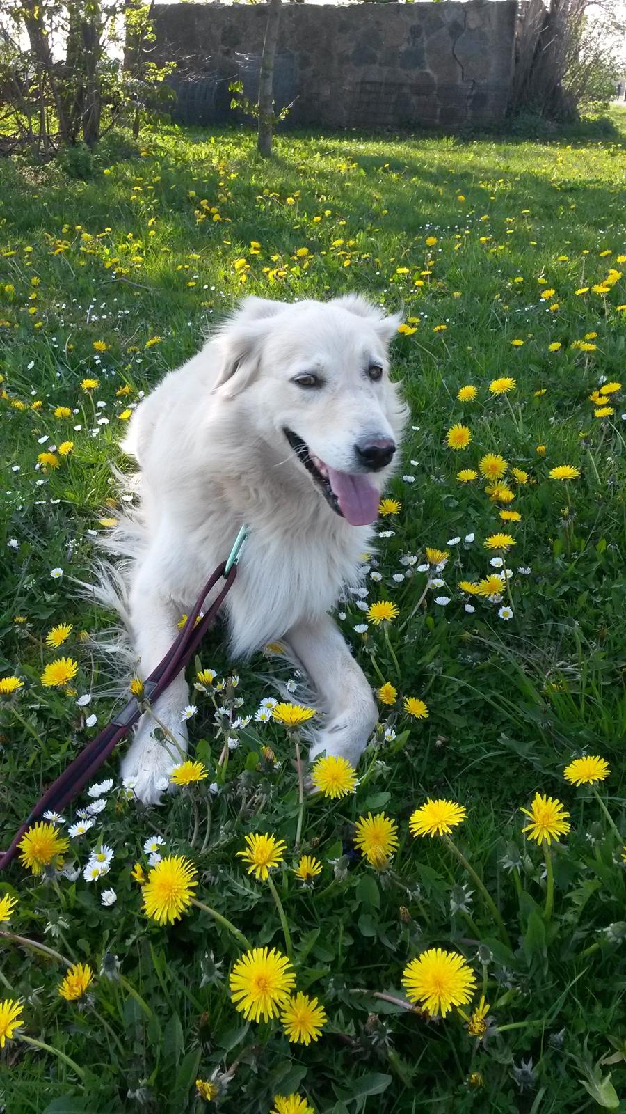 Blanding af racer Max <3 - Skulle jo lige udnytte at mælkebøtterne og andre blomster var kommet! :) billede 10