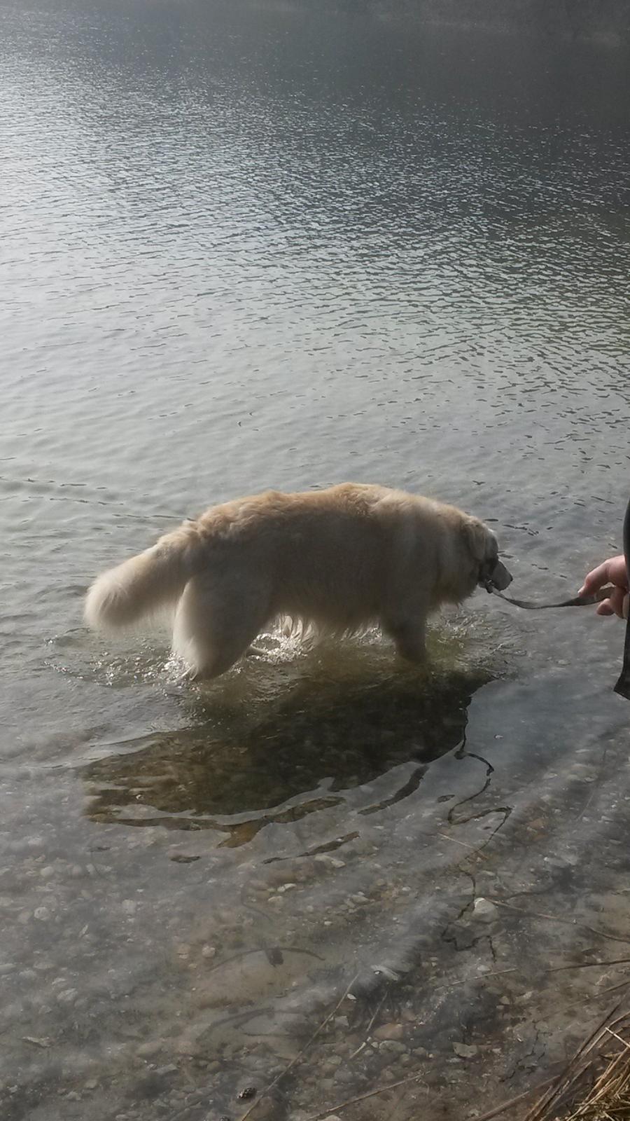 Blanding af racer Max <3 - Var ude og bade en dejlig varm dag<3 billede 11