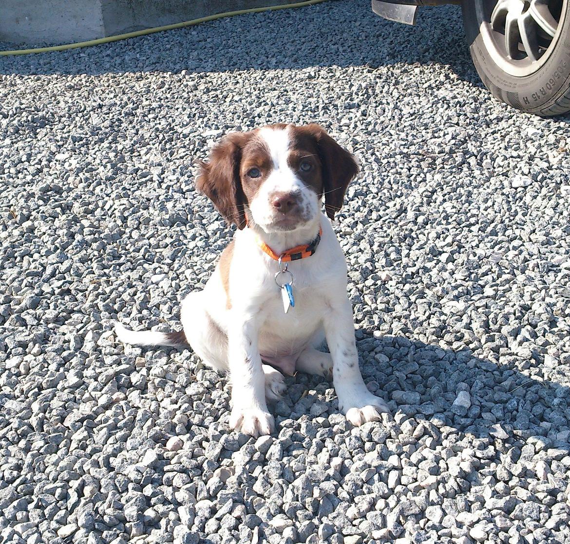 Engelsk springer spaniel Thor billede 1