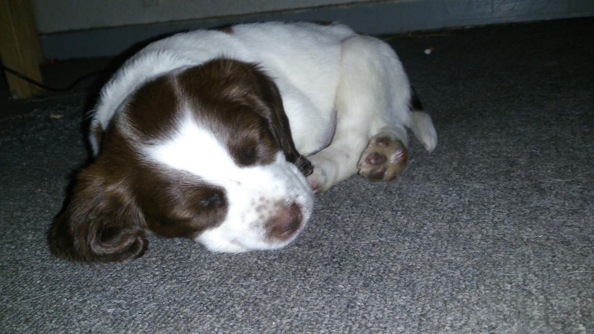 Engelsk springer spaniel Thor billede 2