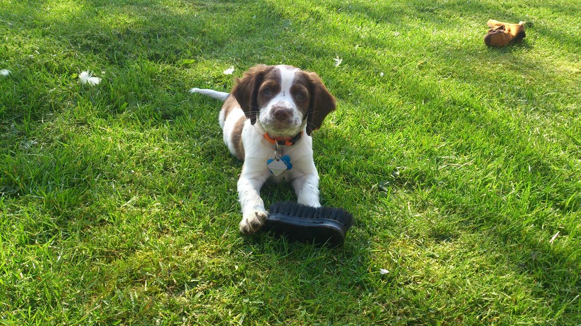 Engelsk springer spaniel Thor billede 3