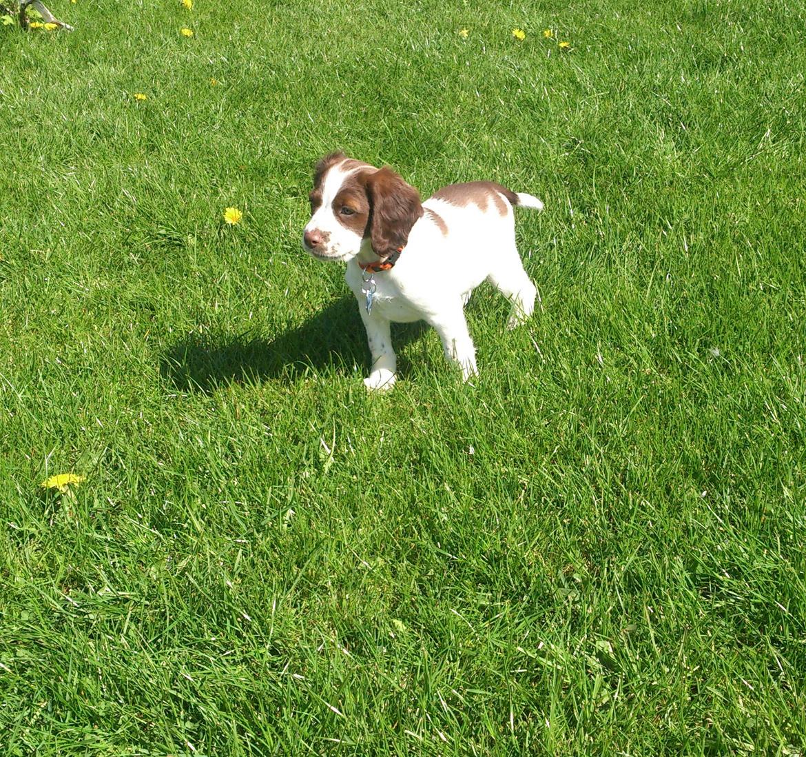 Engelsk springer spaniel Thor billede 4