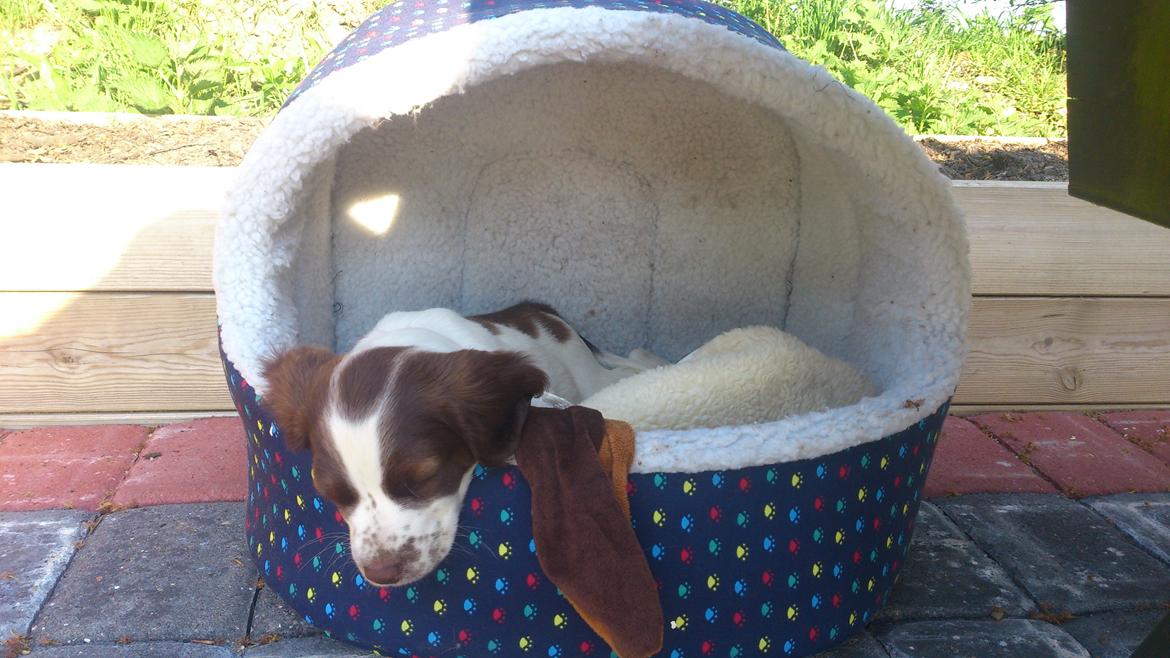 Engelsk springer spaniel Thor billede 5