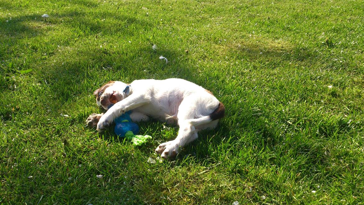 Engelsk springer spaniel Thor billede 7