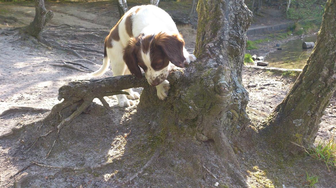 Engelsk springer spaniel Thor billede 8