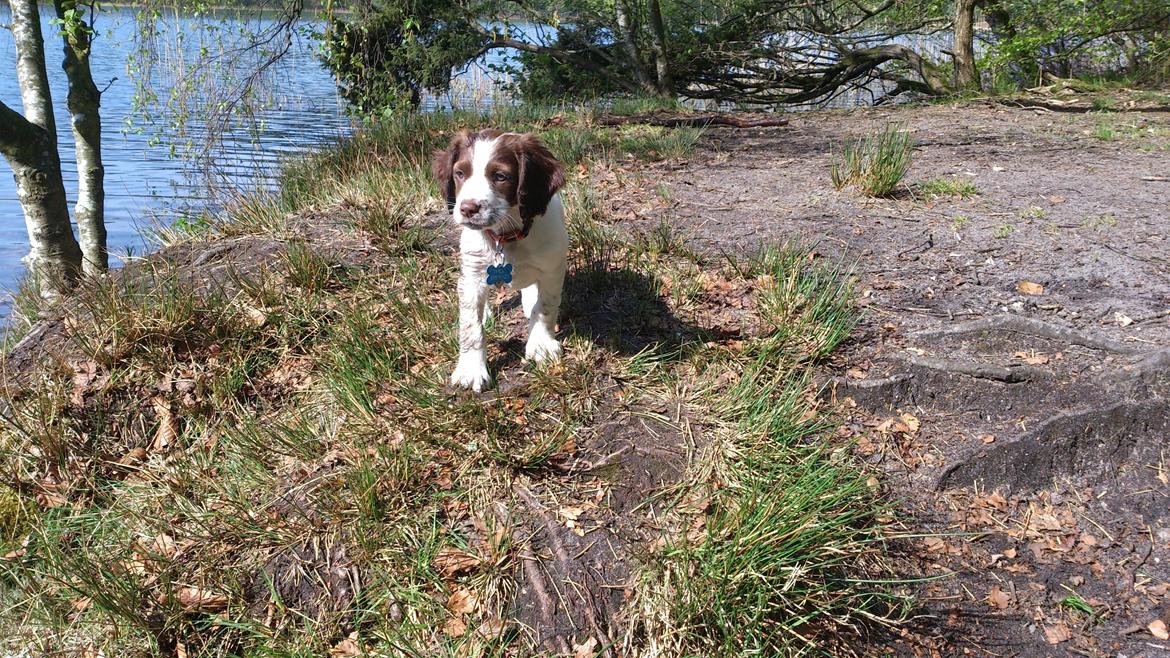 Engelsk springer spaniel Thor billede 9