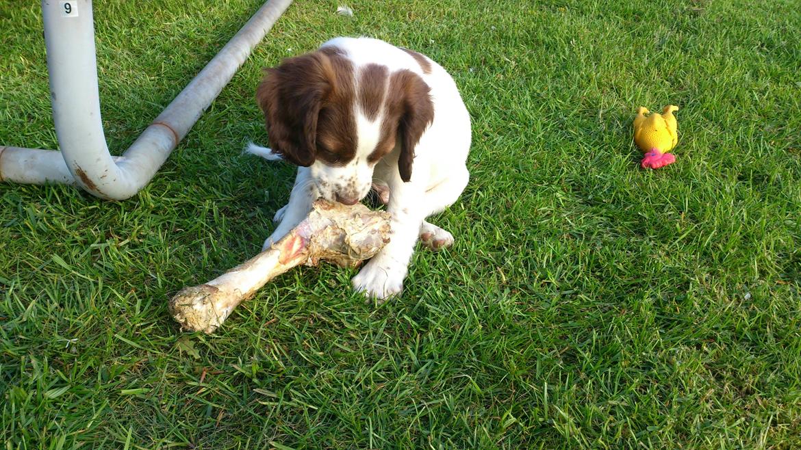 Engelsk springer spaniel Thor billede 10