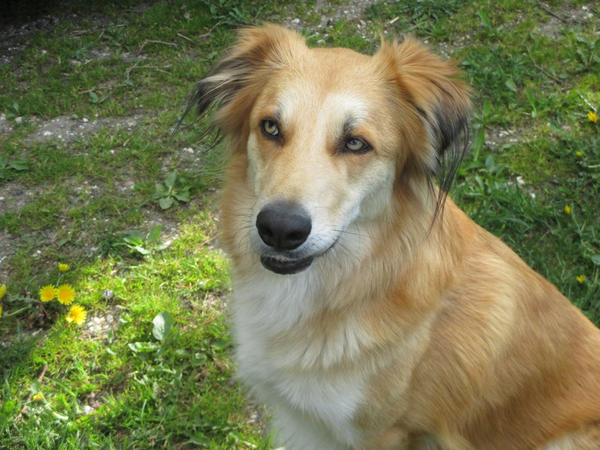 Blanding af racer loui billede 7