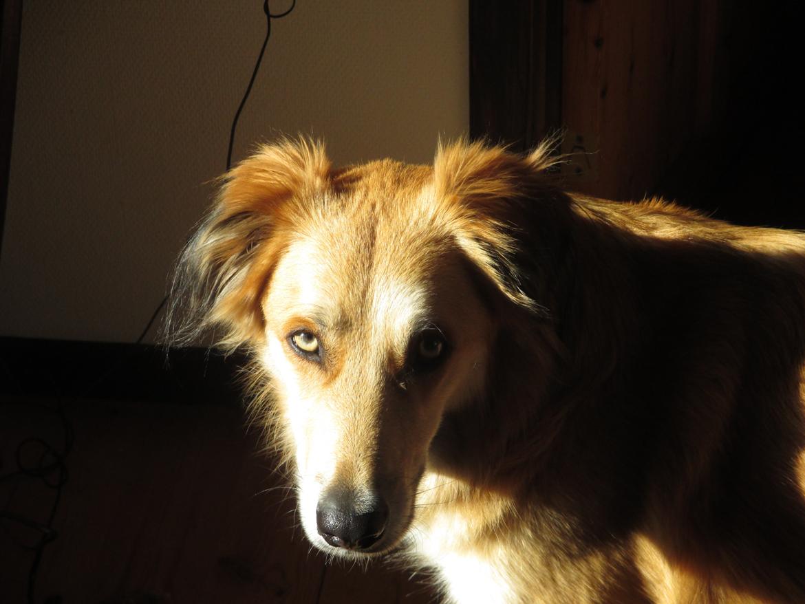 Blanding af racer loui billede 8