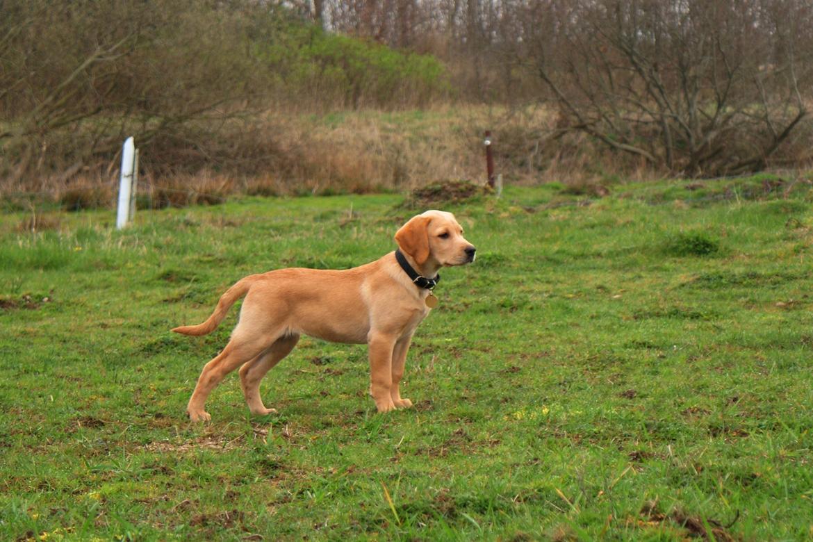 Labrador retriever Kalli - kennel midtlab Dakota - 12 uger og lækker! billede 20