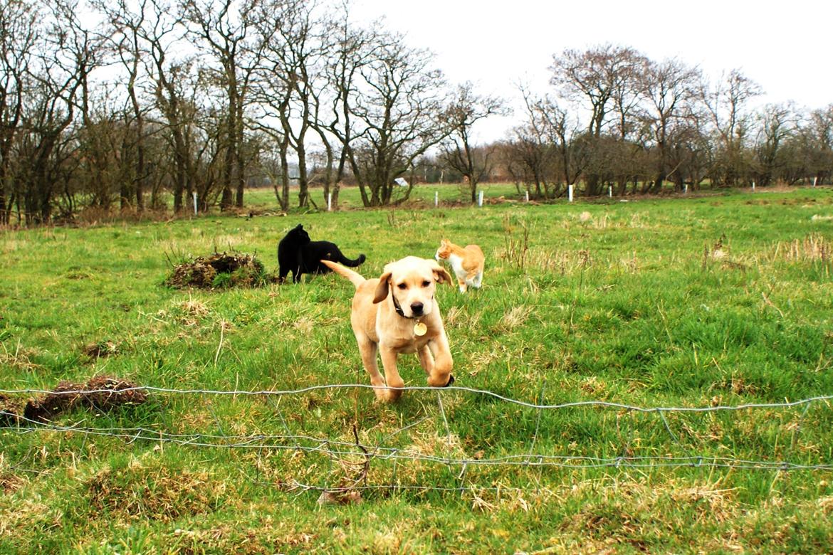 Labrador retriever Kalli - kennel midtlab Dakota - 12 uger billede 21