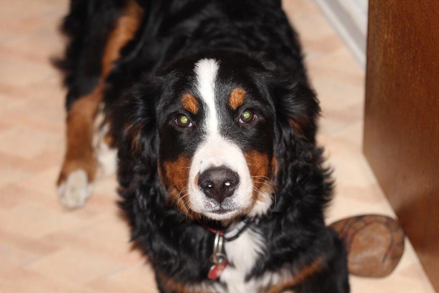 Berner sennenhund AnnaBella billede 31
