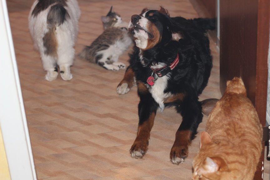 Berner sennenhund AnnaBella billede 32